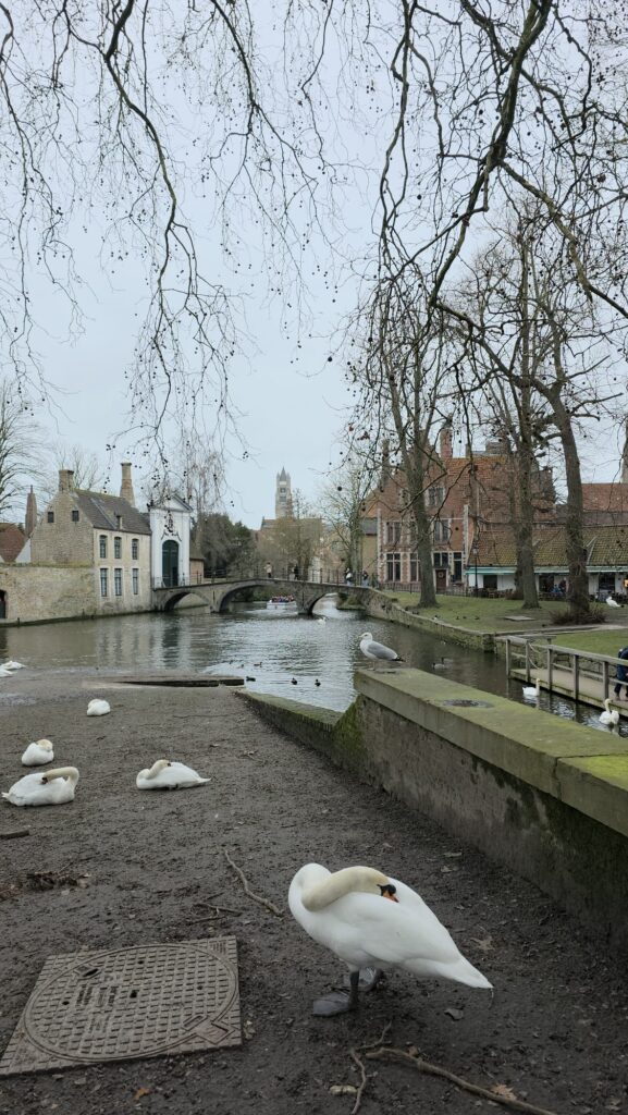 Brujas, una ciudad sacada de un cuento. whatsapp image 2026 07 07 at 00.33.14