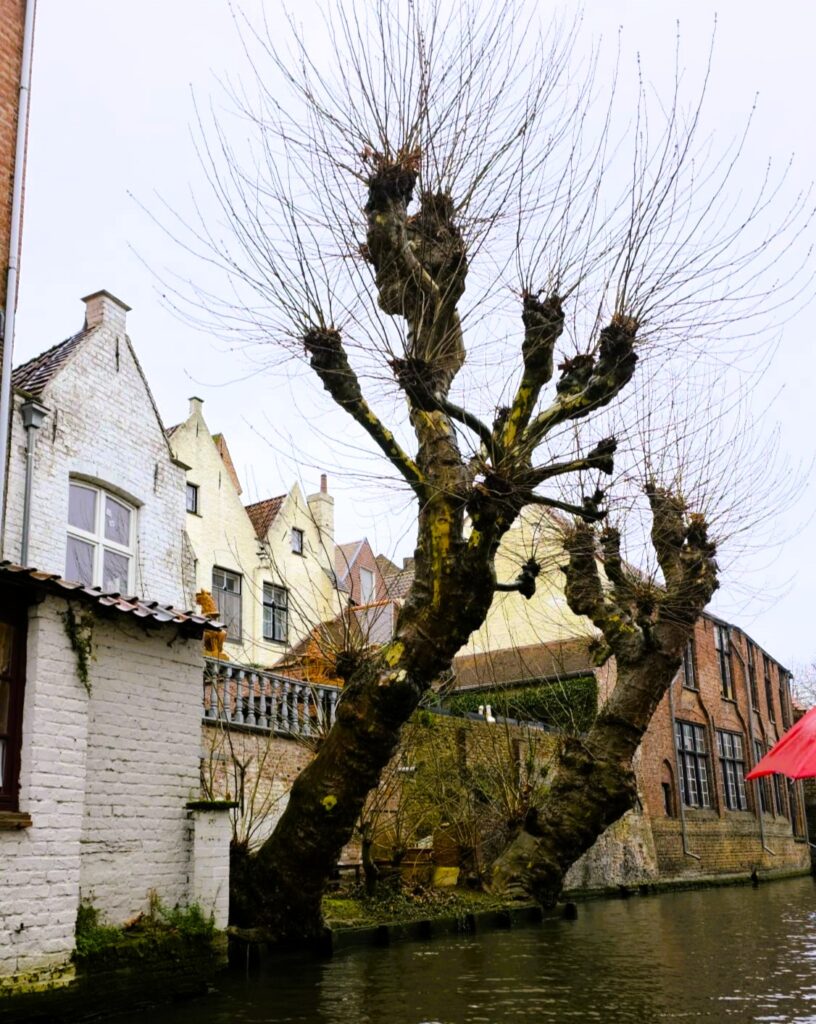Paseo en barco por los canales de Brujas: whatsapp image 2026 07 31 at 22.26.00